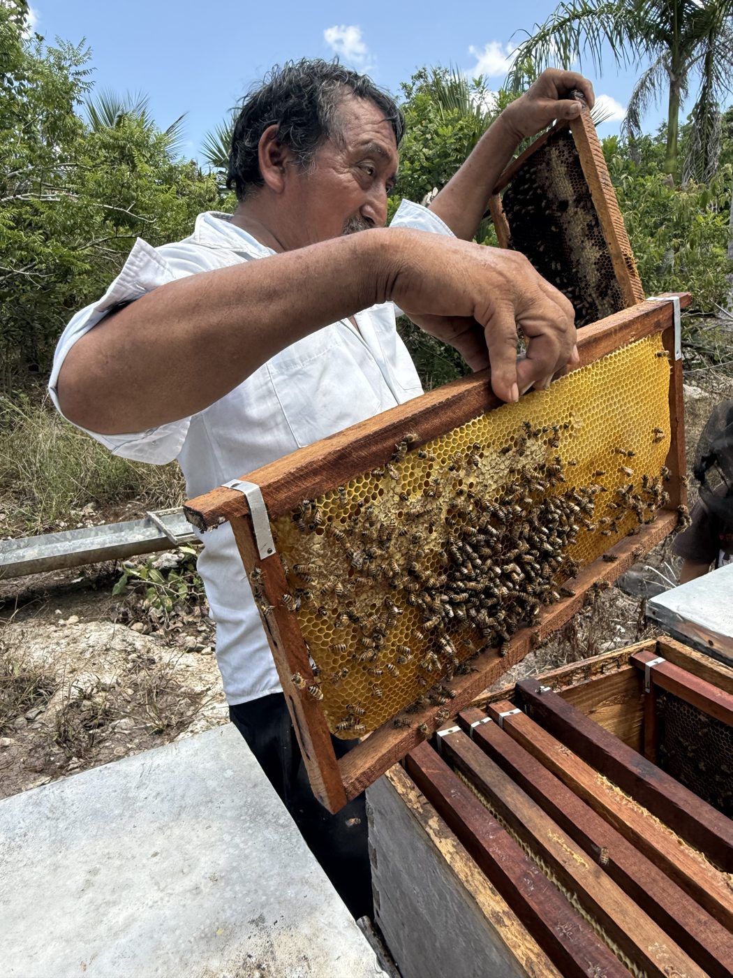 Don Pascual, master beekeeper, lifting a honeycomb frame