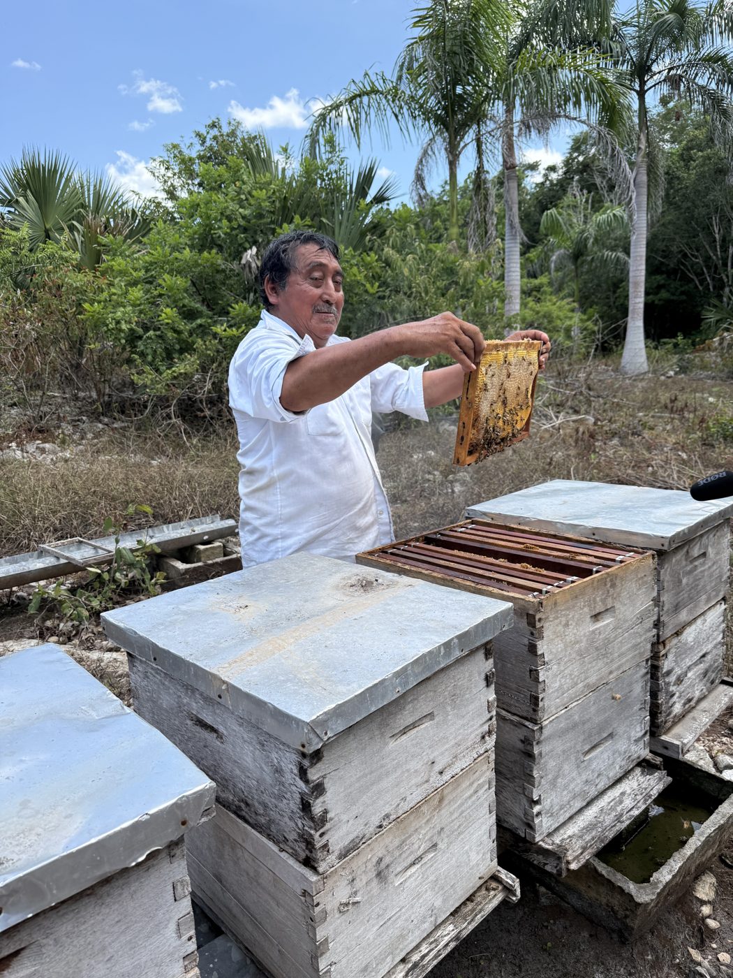 Don Pascual at his hives in the Yucatán